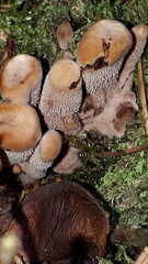 Hydnellum scrobiculatum