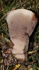 Hydnellum scrobiculatum