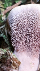Hydnellum scrobiculatum