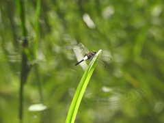 Pseudothemis zonata
