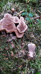 Hydnellum scrobiculatum