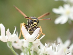 Polistes bischoffi