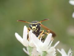 Polistes bischoffi