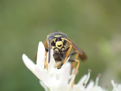 Polistes bischoffi