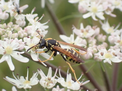 Polistes bischoffi