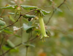 Correa reflexa lobata