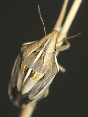 Aelia rostrata