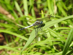 Orthetrum albistylum speciosum
