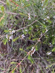 Thryptomene ericaea