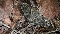 Deileptenia ribeata