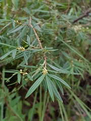 Logania albiflora