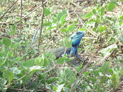 Acanthocercus gregorii