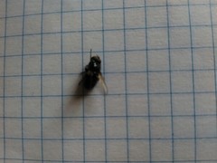 Calliphora uralensis