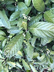 Psychotria loniceroides