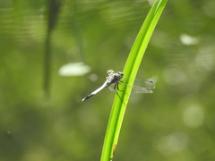 Orthetrum albistylum speciosum