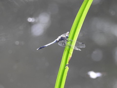 Orthetrum albistylum speciosum