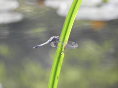 Orthetrum albistylum speciosum