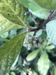 Psychotria loniceroides