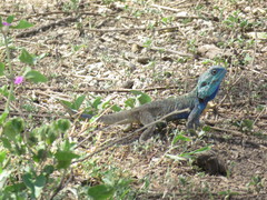 Acanthocercus gregorii