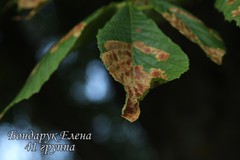 Cameraria ohridella