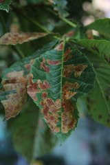 Cameraria ohridella