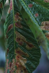 Cameraria ohridella