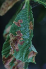 Cameraria ohridella