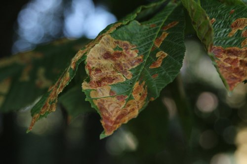 Horse-chestnut Leafminer