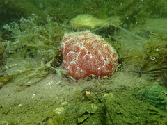 Aplidium nordmanni
