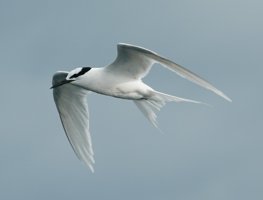 Black-Naped Tern