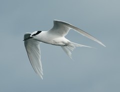 Black-Naped Tern photo 1