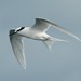 Black-naped Tern - Photo (c) Ryan Yue Wah Chan, some rights reserved (CC BY-NC), uploaded by Ryan Yue Wah Chan