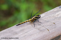 Orthetrum glaucum