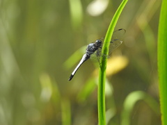 Orthetrum melania