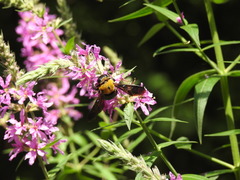 Xylocopa appendiculata circumvolans