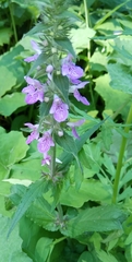 Stachys palustris