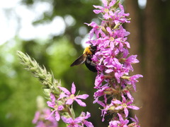 Xylocopa appendiculata circumvolans