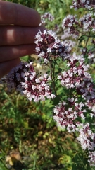 Origanum vulgare