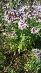 Origanum vulgare