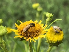 Halictus aerarius
