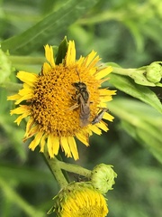 Halictus aerarius