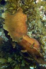 Aplysia extraordinaria
