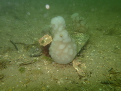 Phallusia mammillata