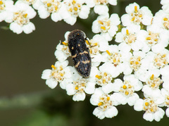 Acmaeoderella flavofasciata flavofasciata