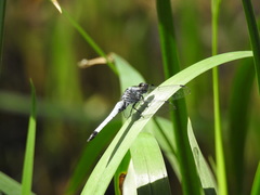 Orthetrum melania