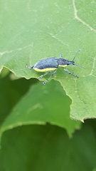 Chlorophanus viridis