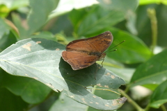 Apectinaria