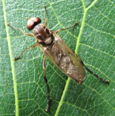 Chiromyzinae