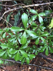 Psychotria daphnoides