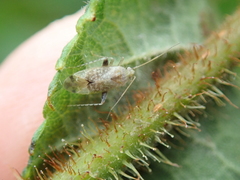 Compsidolon salicellum